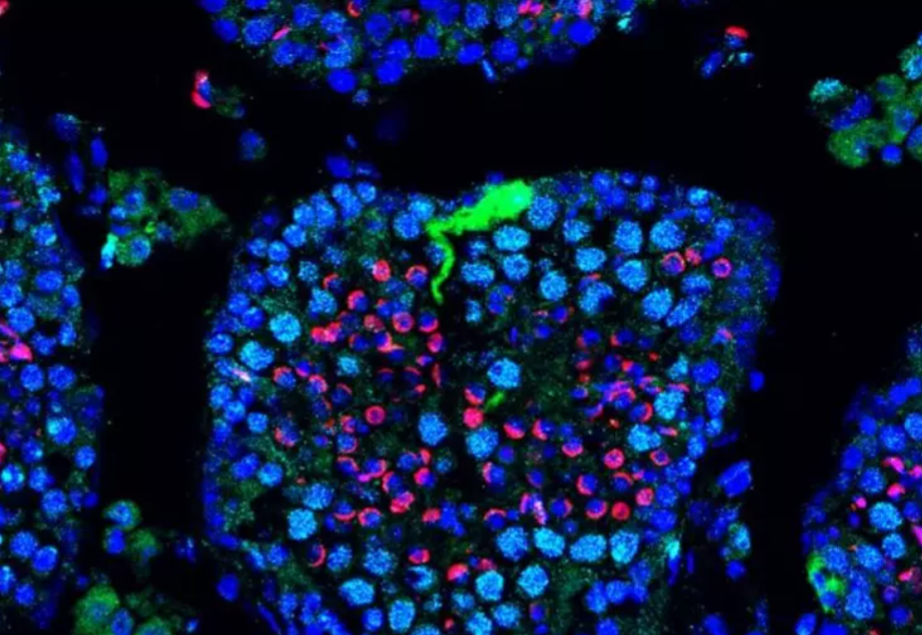 Scienza e Fertilità: la svolta molecolare che apre nuove speranze
